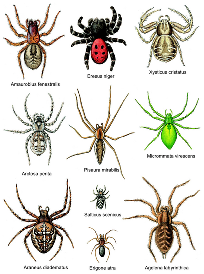 fobier - edderkopper